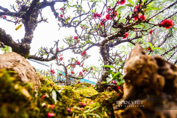 Đào thất thốn là một trong những giống đào được nhiều người yêu thích nhờ sắc đỏ thẫm đặc trưng, hoa to, dày cánh, nở khỏe khoắn trên những thân cây già cỗi hàng chục năm tuổi. Giữa những chùm hoa là búp lá xanh tươi, tạo nên vẻ đẹp cổ kính nhưng vẫn đầy sức sống, được giới chơi đào đánh giá cao mỗi dịp Tết đến, xuân về.