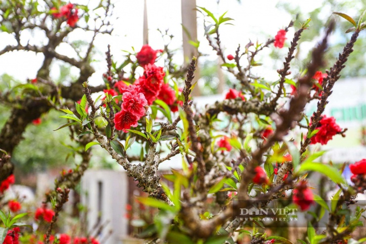 Đào thất thốn chủ yếu có nguồn gốc từ Sơn La, Lào Cai… mọc trên núi đá, khoảng vài chục năm tuổi.