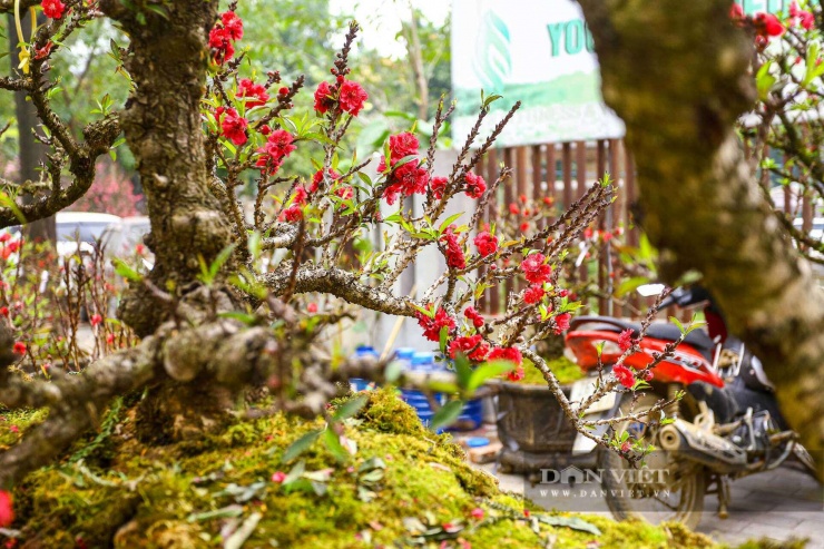 Anh Hoàng Văn Khạc (Mộc Châu, Sơn La - chủ vườn đào Thất Thốn) chia sẻ: “Thời tiết năm nay khá thuận lợi cho cây đào thất thốn nở hoa đúng vào dịp tết Nguyên đán. Giá thuê cây tại vườn loại cao nhất là 200 triệu đồng/cây, loại phổ biến là 20 - 35 triệu đồng/cây. Cây rẻ nhất cũng có giá vài triệu đồng nhưng vẫn có nhiều khách đặt thuê, phần lớn là khách quen chơi đào thất thốn trong nhiều năm”.