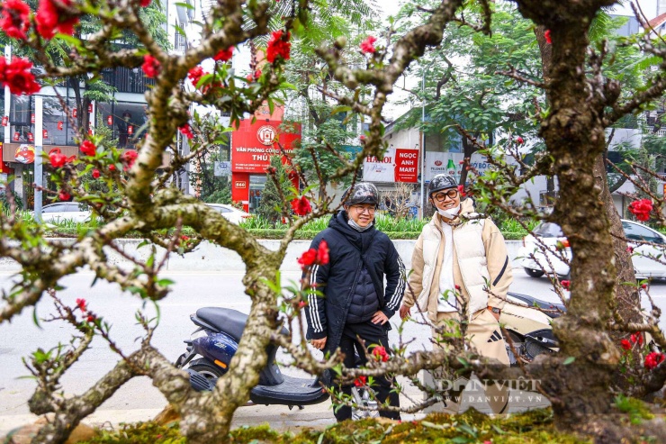 Nhiều chậu đào thất thốn thế đẹp được chào giá từ 10 triệu đồng đến hàng trăm triệu đồng thu hút nhiều người đến xem.