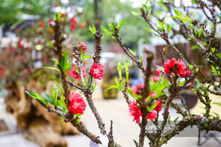 “Giá thuê có cao hơn các loại đào khác nhưng thị trường đào thất thốn ngày càng được mở rộng, thu hút nhiều người chơi và các nhà vườn không đủ cây đáp ứng nhu cầu của người thích chơi đào thất thốn”, anh Khạc nói.