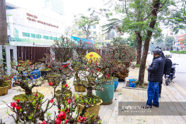 Với họ, việc sở hữu một gốc thất thốn nở hoa đúng đêm ngày Tết Nguyên đán không chỉ là chơi hoa, mà còn là rước sự may mắn, thịnh vượng và khẳng định đẳng cấp trong năm mới Bính Ngọ.