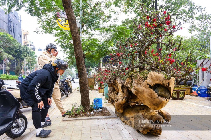 Người chơi đào thất thốn không chỉ thích về dáng, về thế mà còn thích bởi cách đâm hoa và lộc bật ra từ gốc và thân. Khác với đào thường là hoa chỉ nở từ những cành nhỏ, nhiều cây đào thất thốn nở hoa "ngang" từ những trụ gốc xù xì.