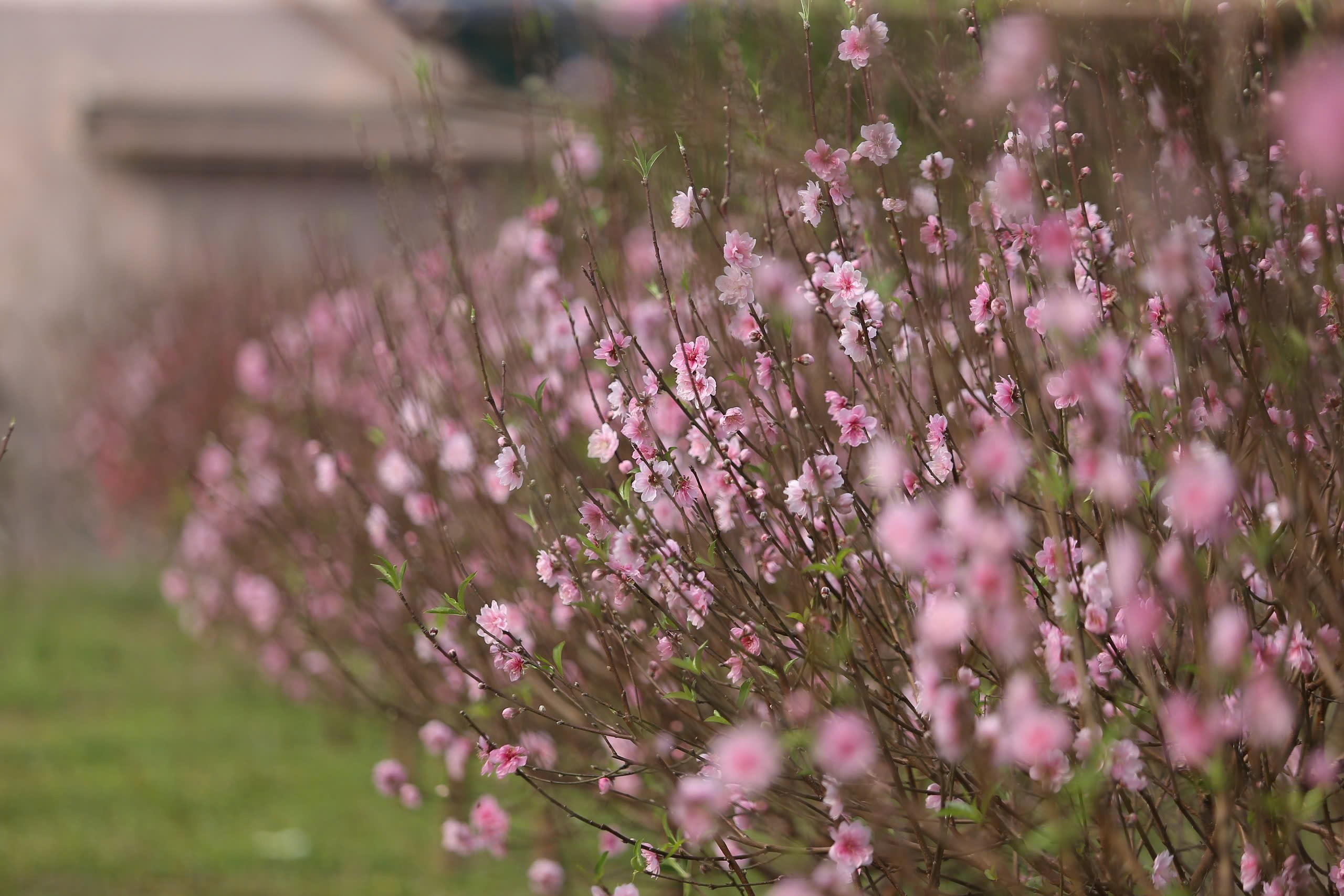 Đa số vườn đào của các hộ dân ở xã Quang Đồng cũng đã bung nở khiến ai cũng thấp thỏm lo âu.