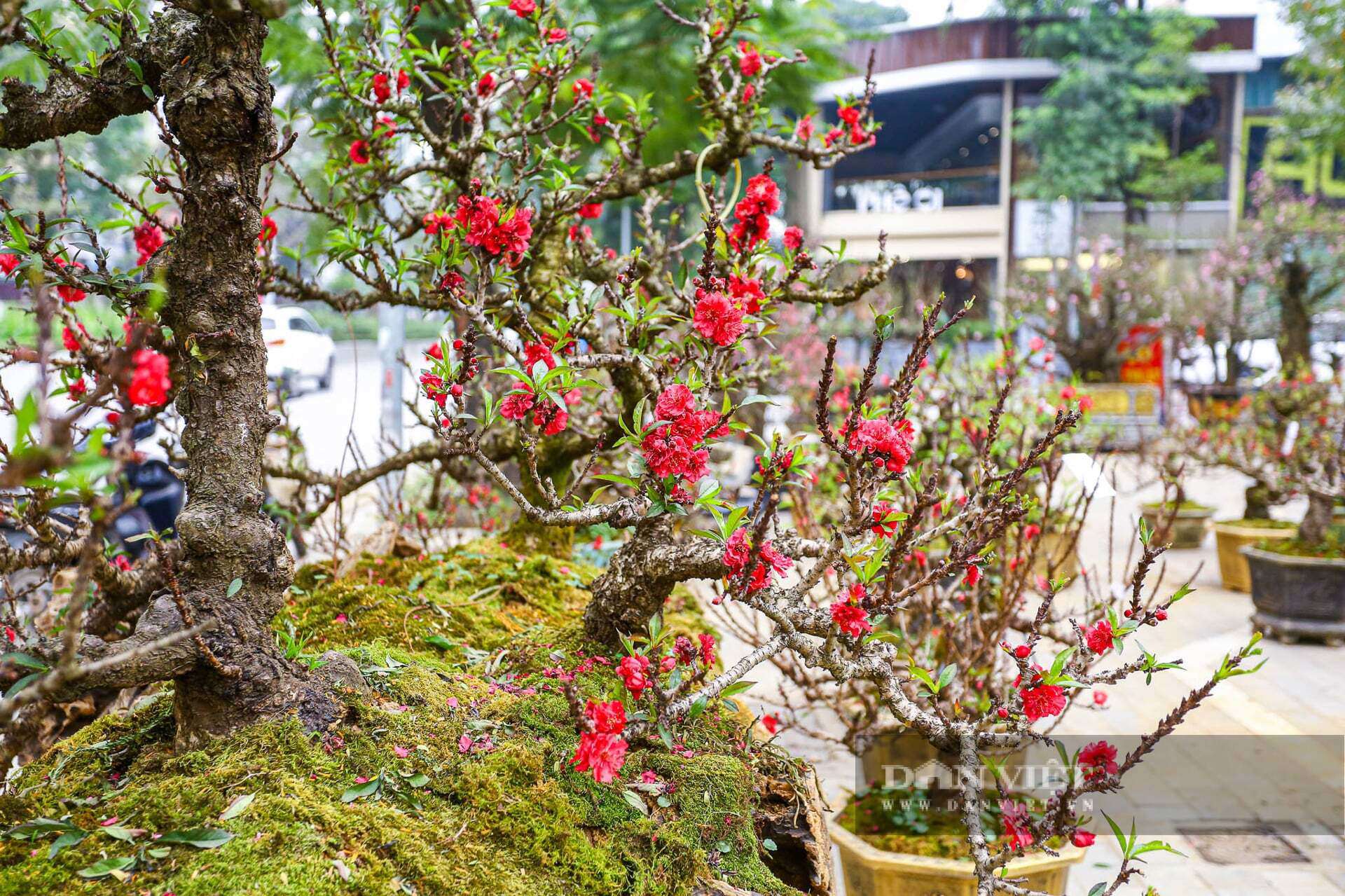 Giá mỗi cây đào thất thốn dao động từ hàng chục triệu cho đến hàng trăm triệu, tùy vào kích thước, hình dáng cây.