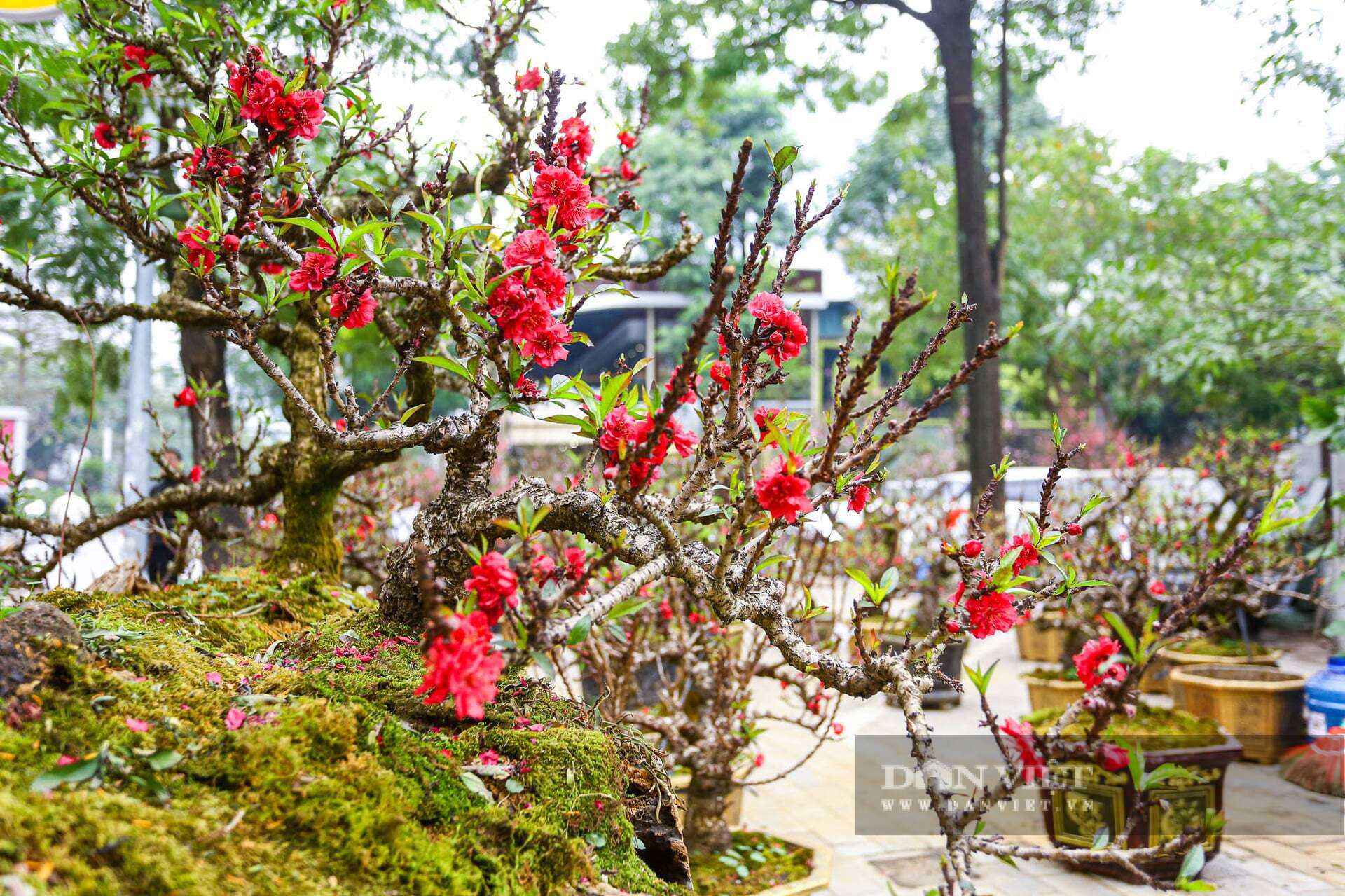 Những gốc đào thất thốn cổ thụ, dáng độc lạ, sần sùi rêu phong trông rất lạ mắt.