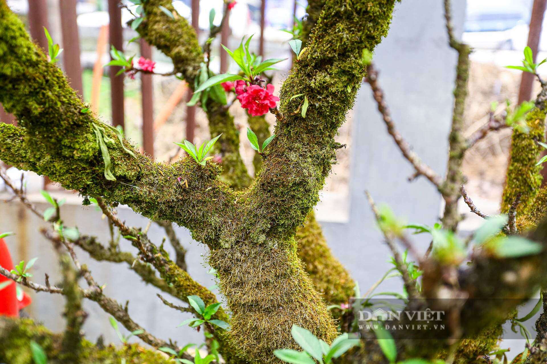 Những gốc đào thất thốn cổ thụ, dáng độc lạ, sần sùi rêu phong trông rất lạ mắt.