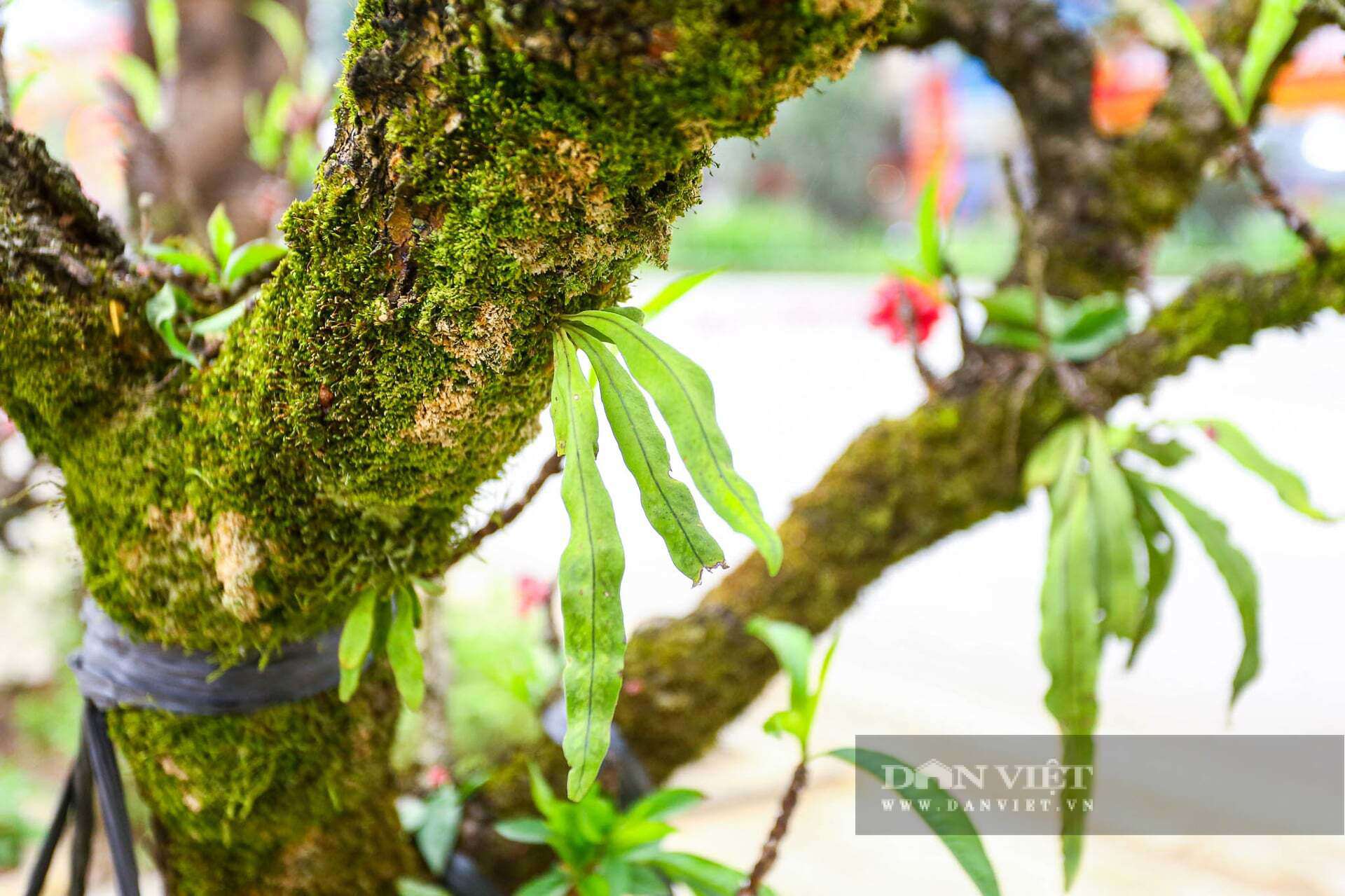 Những gốc đào thất thốn cổ thụ, dáng độc lạ, sần sùi rêu phong trông rất lạ mắt.