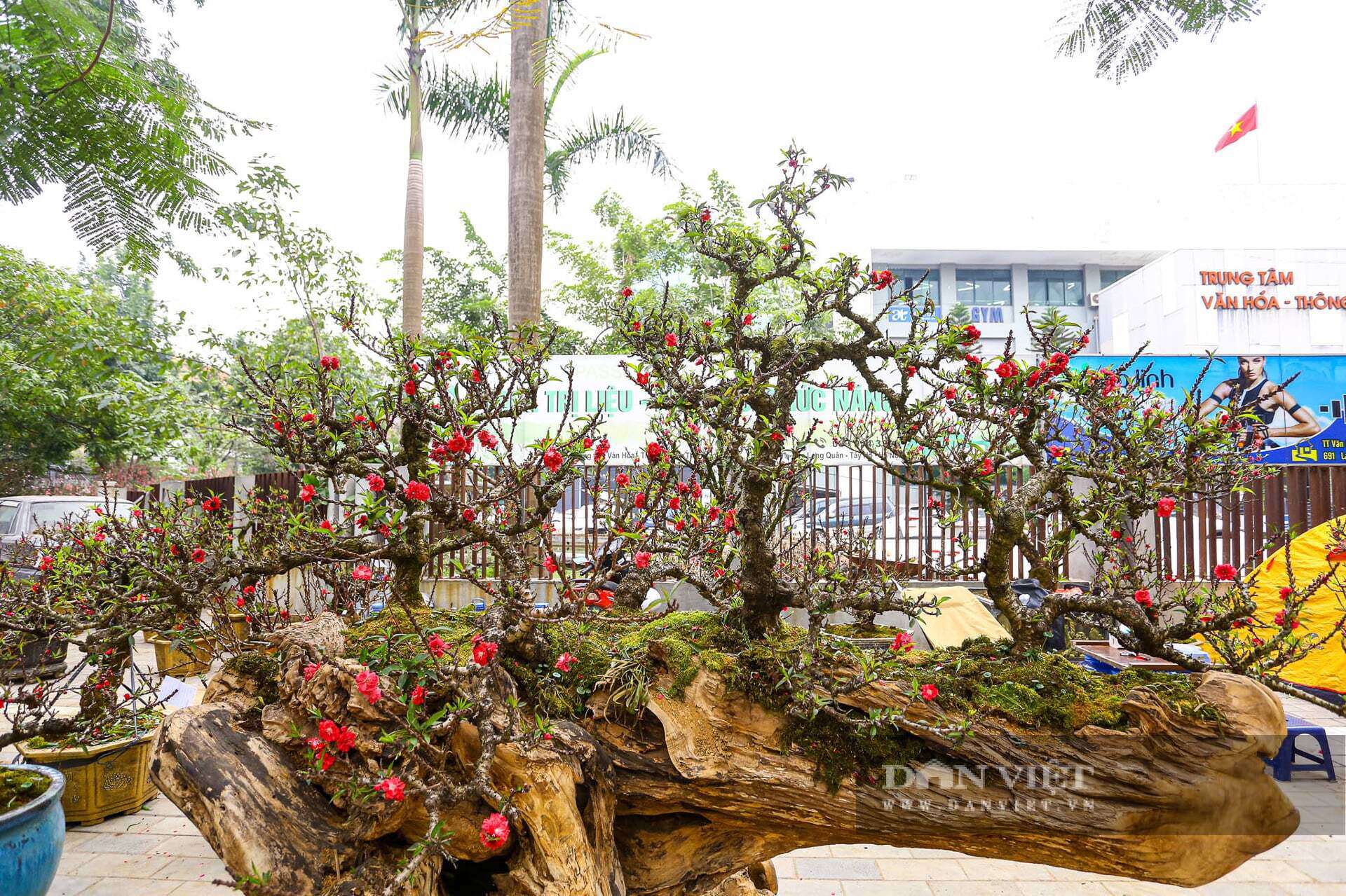 Hai chậu đào thất thốn trồng trên gỗ lũa có giá cao nhất trong vườn của anh Khạc. Giá bán của 2 chậu đào là 400 triệu/&nbsp;chậu, giá thuê là 200 triệu/ chậu.