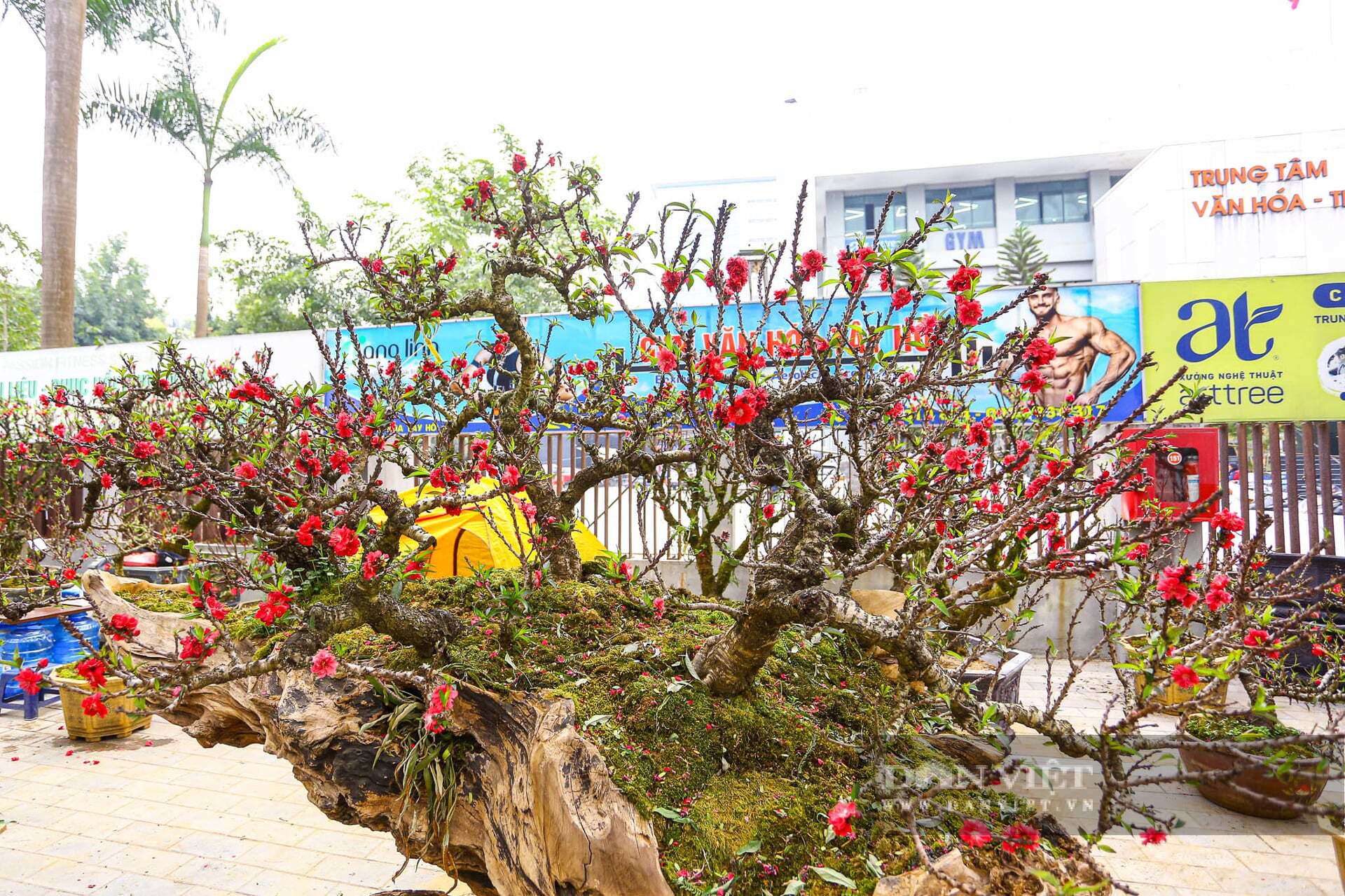 Hai chậu đào thất thốn trồng trên gỗ lũa có giá cao nhất trong vườn của anh Khạc. Giá bán của 2 chậu đào là 400 triệu/&nbsp;chậu, giá thuê là 200 triệu/ chậu.