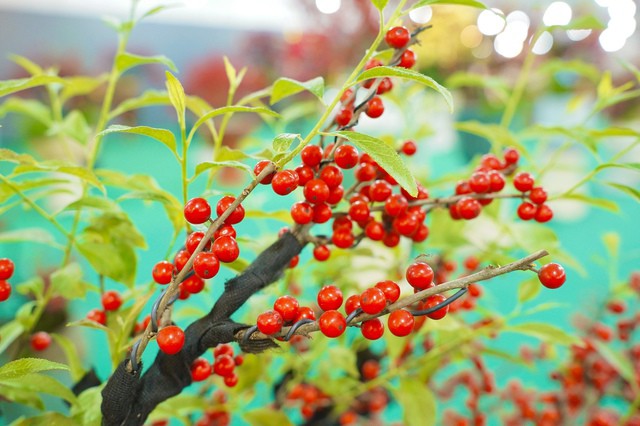 Một cây đào đông với quả mằu đỏ bắt mắt. Ảnh: PV