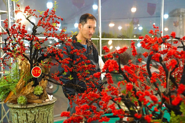 Nhiều khách hàng tỏ ra thích thú với loại cây cảnh nhập khẩu này. Ảnh: PV