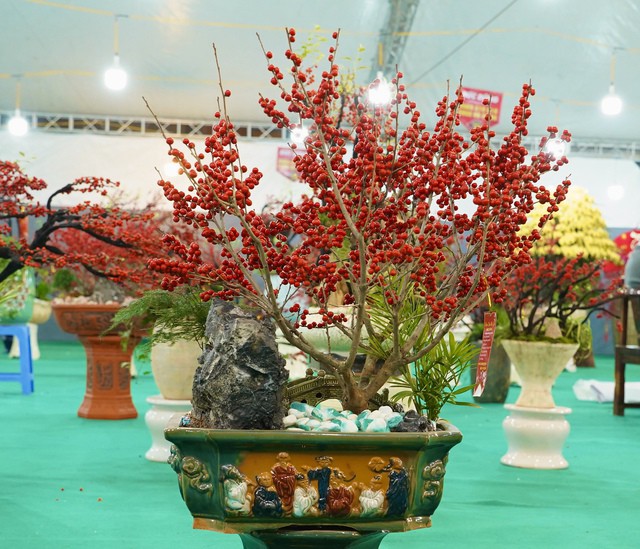 Một chậu đào đông có nhiều quả đỏ mọng. Ảnh: PV