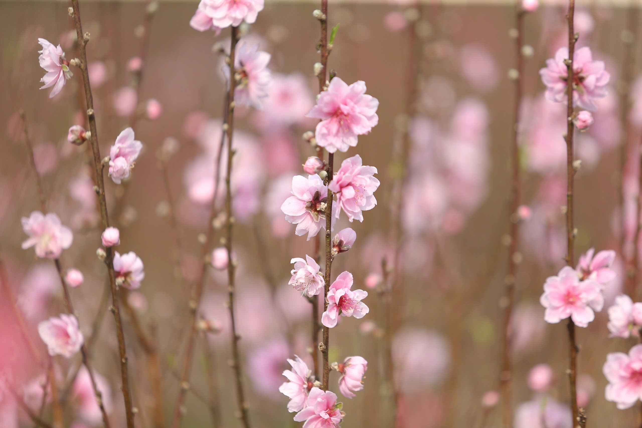 Đa số vườn đào của các hộ dân ở xã Quang Đồng cũng đã bung nở khiến ai cũng thấp thỏm lo âu.