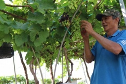 Nho cảnh Khánh Hòa 'hút hàng' dịp Tết, giá lên tới 3,5 triệu đồng/chậu