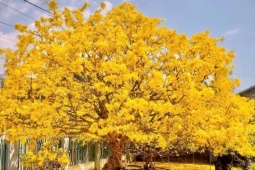 Chủ nhân cây mai cổ 10 tỷ nói lý do không muốn bán ‘hàng hiếm’