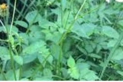 Cây mọc dại ở Việt Nam, ở nước ngoài phơi khô bán hơn 200.000 đồng/kg