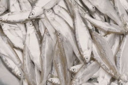 Đặc sản 'trời ban' ở Phú Thọ thịt béo, thơm, chiên giòn hay kho đều ngon