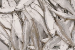 Đặc sản 'trời ban' ở Phú Thọ thịt béo, thơm, chiên giòn hay kho đều...