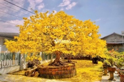 Chủ nhân cây mai cổ 10 tỷ nói lý do không muốn bán ‘hàng hiếm’