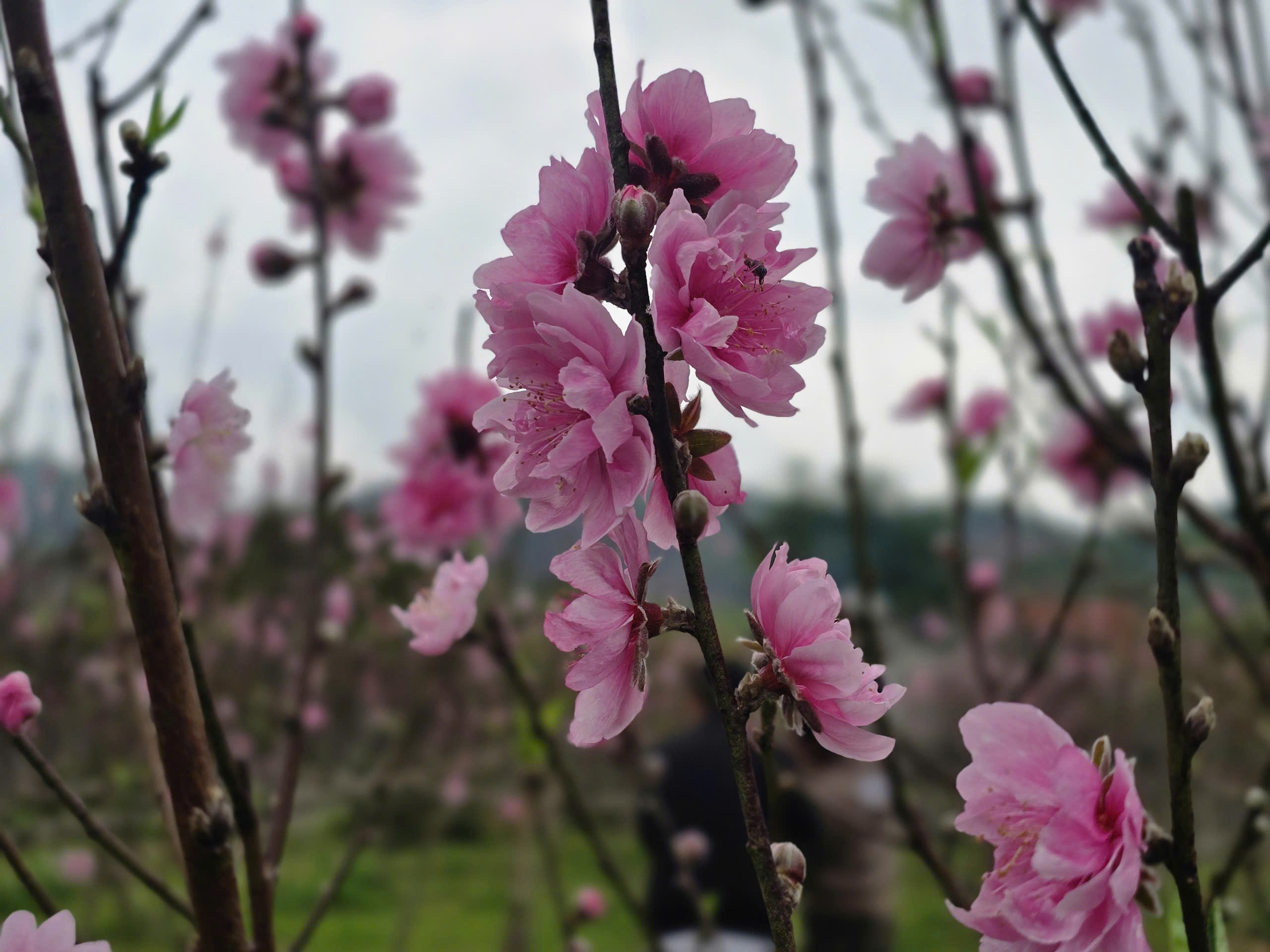 Đa số vườn đào của các hộ dân ở xã Quang Đồng cũng đã bung nở khiến ai cũng thấp thỏm lo âu.