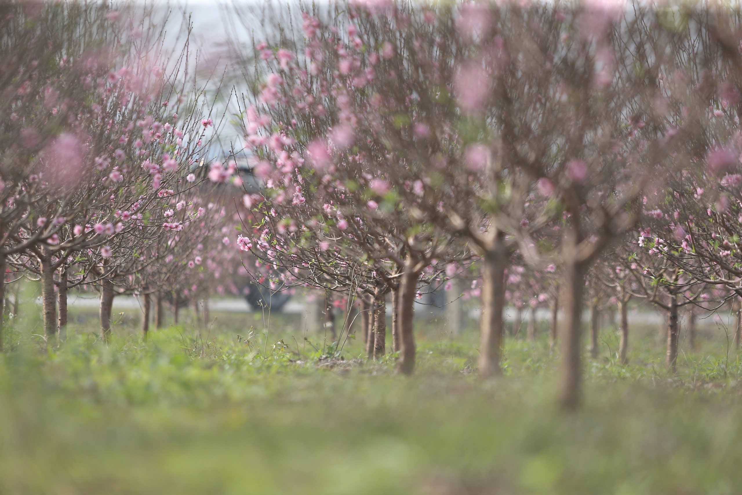 Đa số vườn đào của các hộ dân ở xã Quang Đồng cũng đã bung nở khiến ai cũng thấp thỏm lo âu.
