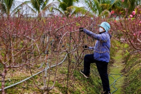 Đào ở vườn bung nở rực rỡ, nông dân chi tiền triệu mỗi ngày để kìm hãm