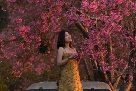 Đà Lạt vào mùa hoa mai anh đào 'đẹp nhất trong nhiều năm'