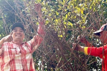 Phát giá 3,7 tỷ cho cây mai vàng là một cây cổ thụ vừa ra chợ An Giang, nhìn lạ nhất là cây me bonsai dáng cổ kỳ mỹ