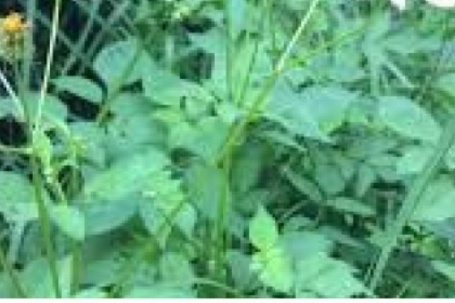 Cây mọc dại ở Việt Nam, ở nước ngoài phơi khô bán hơn 200.000 đồng/kg