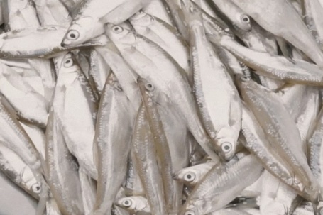 Đặc sản 'trời ban' ở Phú Thọ thịt béo, thơm, chiên giòn hay kho đều ngon