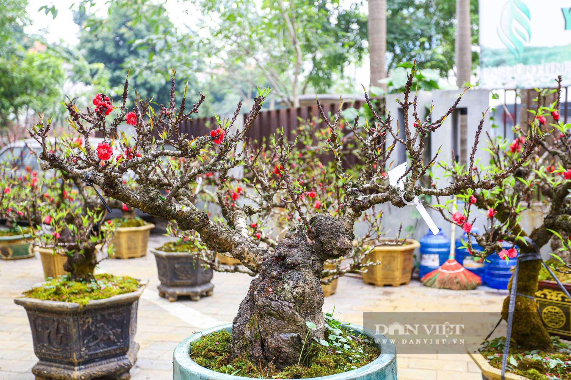 Những gốc đào thất thốn có hình dáng độc lạ, không lẫn với bất kì loại đào nào.