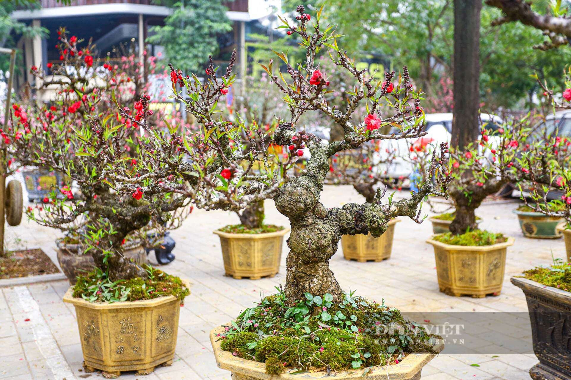 Những gốc đào thất thốn có hình dáng độc lạ, không lẫn với bất kì loại đào nào.