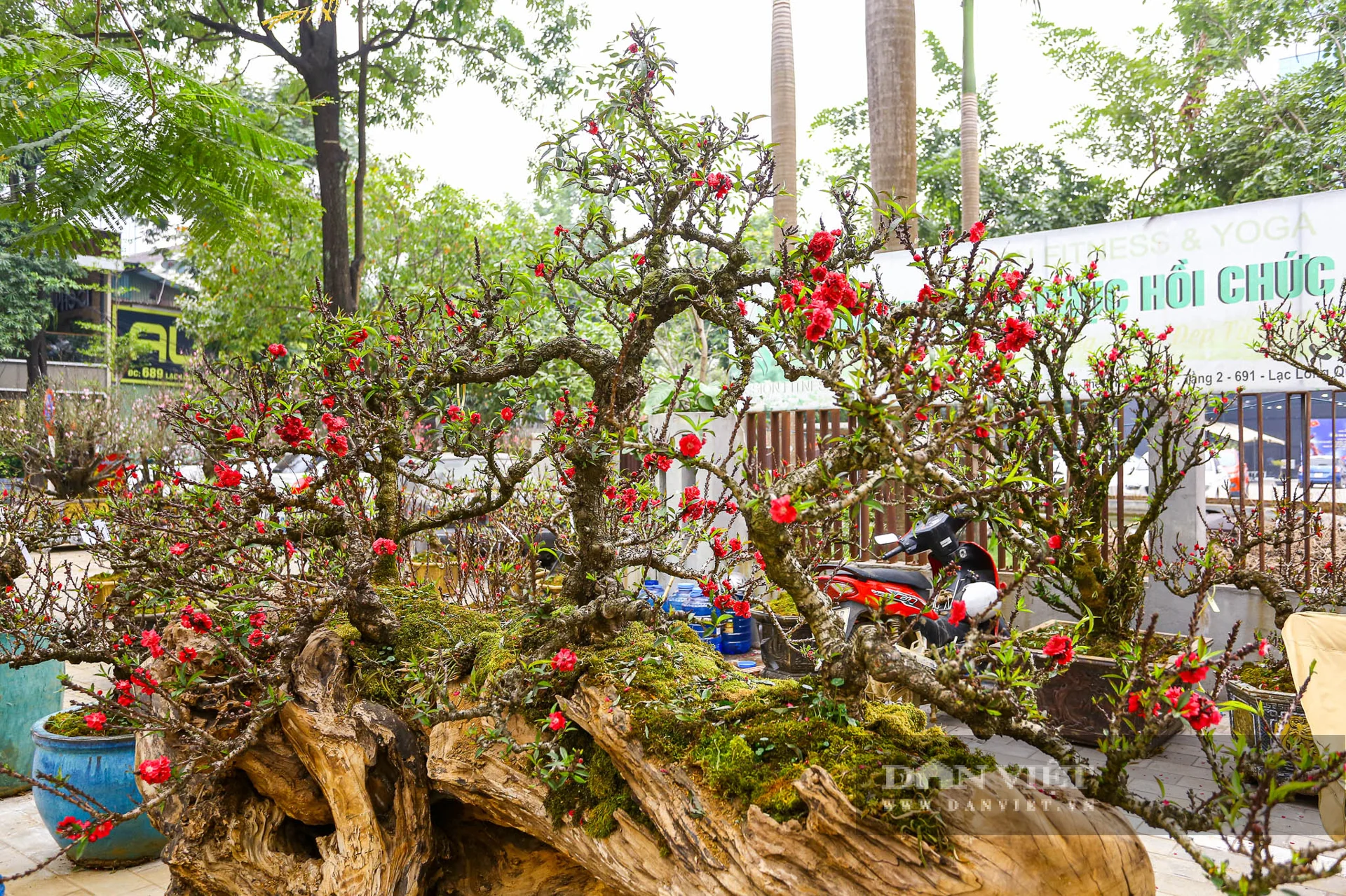 Giá mỗi cây đào thất thốn dao động từ hàng chục triệu cho đến hàng trăm triệu, tùy vào kích thước, hình dáng cây.