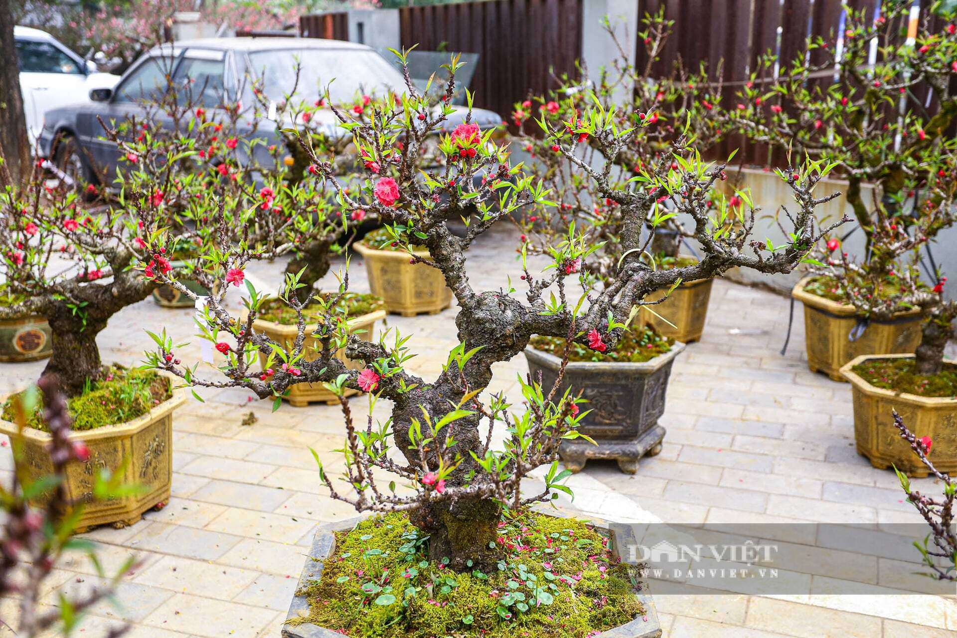 Giá mỗi cây đào thất thốn dao động từ hàng chục triệu cho đến hàng trăm triệu, tùy vào kích thước, hình dáng cây.