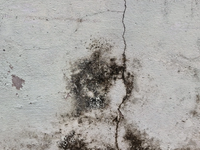 Khí hậu nóng ẩm tại Việt Nam tạo điều kiện lý tưởng cho sự phát triển của nấm mốc