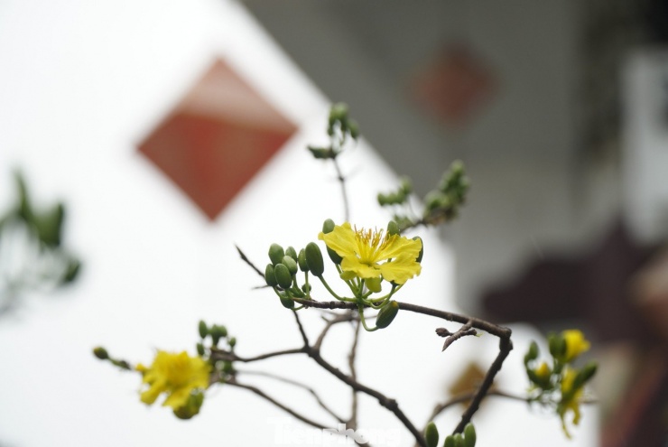 Theo các tài liệu nghiên cứu và ghi chép lịch sử, thú chơi hoa mai - trong đó có hoàng mai - đã hiện diện ở Huế từ nhiều thế kỷ trước, gắn liền với đời sống tinh thần của cư dân vùng đất Thuận Hóa - Phú Xuân. Sách Đại Nam Nhất thống chí từng đề cập hoàng mai là giống cây bản địa quý hiếm của kinh đô Huế. Nhiều nhà nghiên cứu văn hóa cũng nhận định, thú thưởng ngoạn mai vàng ở Huế đã có lịch sử hơn 700 năm, gắn với quá trình hình thành và phát triển của xứ Thuận Hóa.