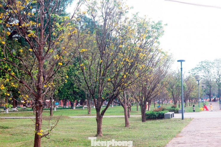 Những ngày này, khi Tết Nguyên đán Bính Ngọ 2026 chỉ còn khoảng nửa tháng, khu vườn hoàng mai phía trước Đại Nội, bên trong Kinh thành Huế bắt đầu bung nở. Những cánh hoa vàng rực rỡ đua nhau khoe sắc, như tín hiệu báo mùa Xuân đang về trên vùng đất Cố đô.