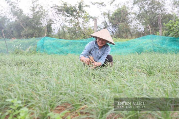 Thời điểm này, cây kiệu đang được thu mua với giá cao giúp nông dân xã Kỳ Anh (Hà Tĩnh) phấn khởi kỳ vọng vụ tết thắng lợi.