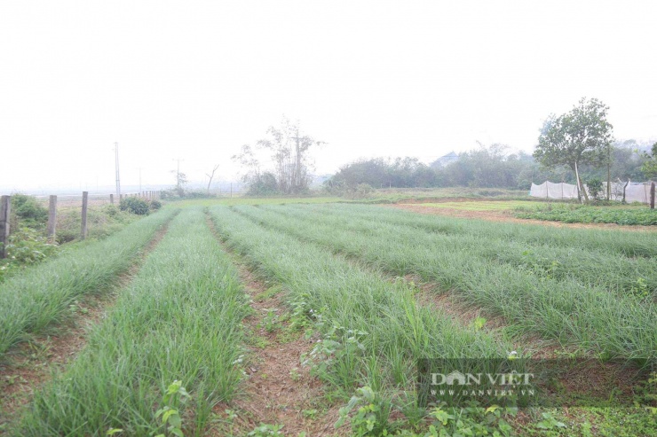 Xã Kỳ Anh là vùng trồng kiệu lớn tại Hà Tĩnh.