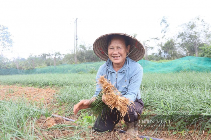 Gia đình bà Nguyễn Thị Hường (thôn Đồng Trụ Đông, xã Kỳ Anh) cho biết,&nbsp;3 sào kiệu, sau khi trừ các khoản chi phí, gia đình tôi có thể thu về từ 50 - 55 triệu đồng.