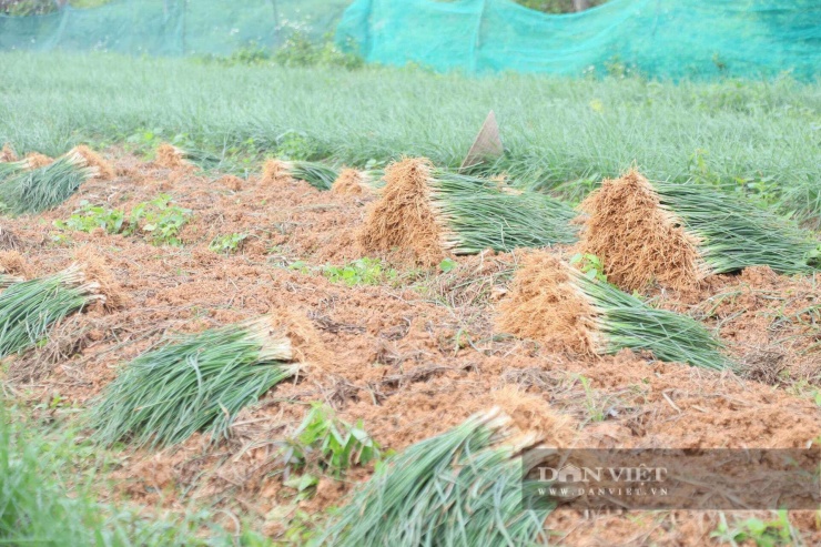 Củ kiệu được giá, nông dân Kỳ Anh (Hà Tĩnh) phấn khởi thu hoạch, phục vụ thị trường tết.