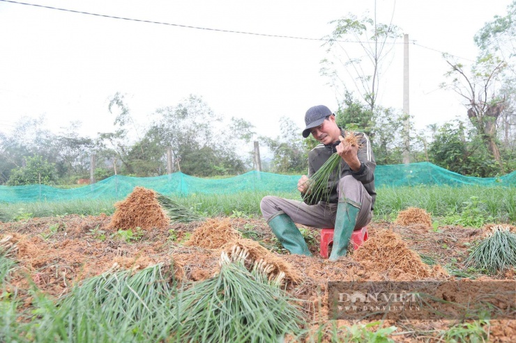 Ông Phạm Tiến Dũng (thôn Đồng Trụ Đông) bận rộn thu hoạch củ kiệu, phục vụ nhu cầu Tết Nguyên đán.&nbsp;