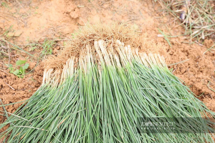 Kiệu thương phẩm có độ già vừa phải, mùi thơm rõ, củ giòn.