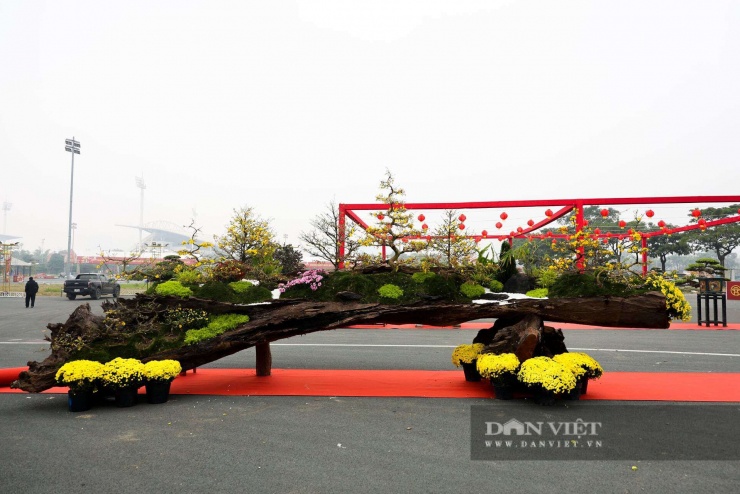 Khi Tết Nguyên đán Bính Ngọ 2026 đang đến gần, thị trường hoa, cây cảnh tại Hà Nội bắt đầu bước vào mùa cao điểm. Những ngày này, dọc các tuyến phố quen thuộc như Lạc Long Quân, Lê Văn Lương, Tố Hữu, khu vực Mỹ Đình…, hàng loạt chậu cảnh, cây thế đã được tập kết, bày bán với đủ phân khúc giá, từ vài triệu đồng đến hàng trăm triệu đồng, phục vụ nhu cầu chơi Tết ngày càng cầu kỳ của người dân Thủ đô.