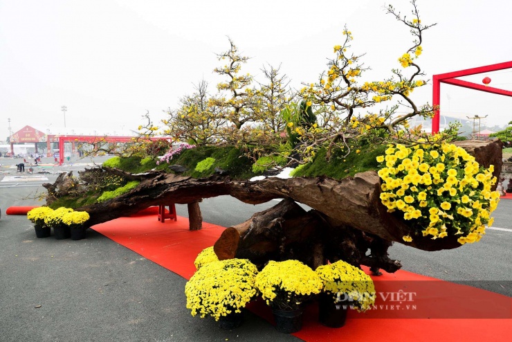 Từ gốc, thân đến cành, bề mặt gỗ phủ lớp rêu phong tự nhiên, tạo cảm giác cổ kính, hài hòa giữa cây và gỗ. Những cành mai uốn lượn mềm mại, có dáng như rồng bay, rồng cuộn, từng nụ hoa đã bắt đầu bung nở, sắc vàng tươi nổi bật trên nền gỗ sẫm màu. Hoa mai nở đều, hương thơm nhẹ, không gắt, mang lại cảm giác thanh khiết, rất được người chơi cây cảnh đánh giá cao.