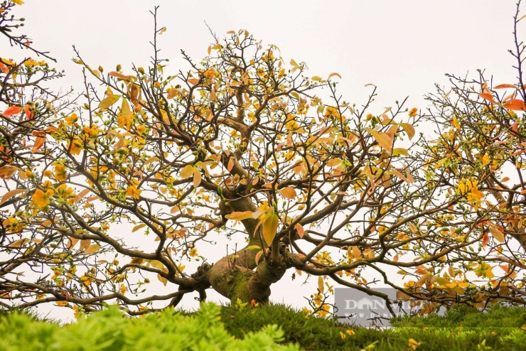 Chủ nhân tác phẩm cho biết, mỗi cây mai trong “Vạn lộc nghinh xuân” có tuổi đời từ 5 đến 10 năm, được chăm sóc kỹ lưỡng để đảm bảo vừa giữ dáng cổ, vừa cho hoa đúng dịp Tết. “Phải mất nhiều tháng trời, từ lúc lên ý tưởng đến khi hoàn thiện, tác phẩm này mới ra dáng như hiện tại. Đây cũng là chậu cảnh tâm huyết và lớn nhất tôi từng thực hiện”, anh Mai Đình Dũng chia sẻ.