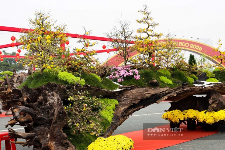 Hiện tại, chậu mai “Vạn lộc nghinh xuân” đang được chào bán với mức giá 799 triệu đồng. Theo chủ nhân vườn cảnh, đây là mức giá phản ánh đúng giá trị công sức, thời gian, chất liệu và ý nghĩa phong thủy mà tác phẩm mang lại.&nbsp;