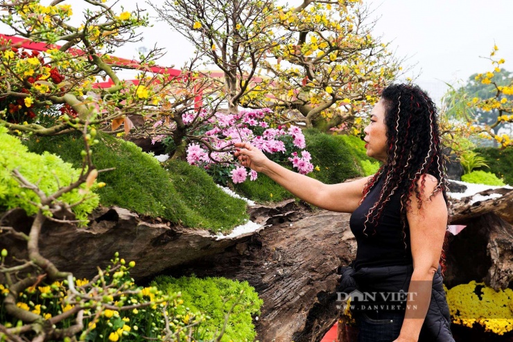 Nhiều người khá thích thú khi được chiêm ngưỡng chậu mai khổng lồ này.