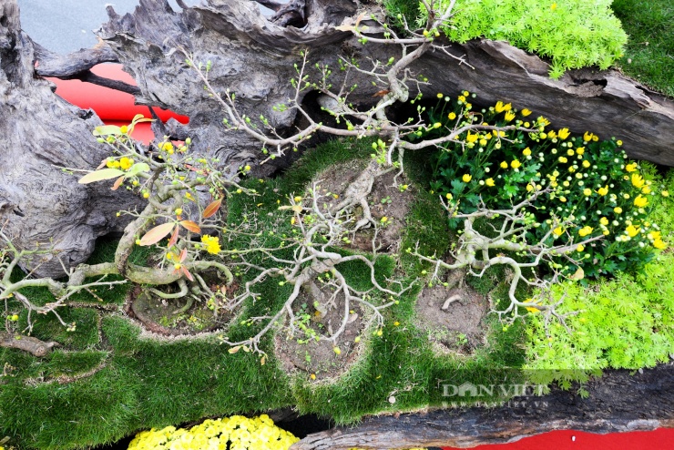 Trên thị trường, mỗi cây mai cổ tùy vào tuổi đời, dáng thế và kích thước có thể có giá từ vài chục triệu đến hàng trăm triệu đồng.